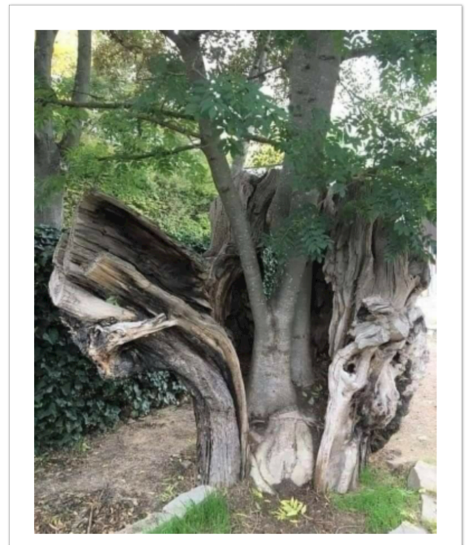 "He Changes The Heart" - Tree of Renewal Fine Art Wall Print