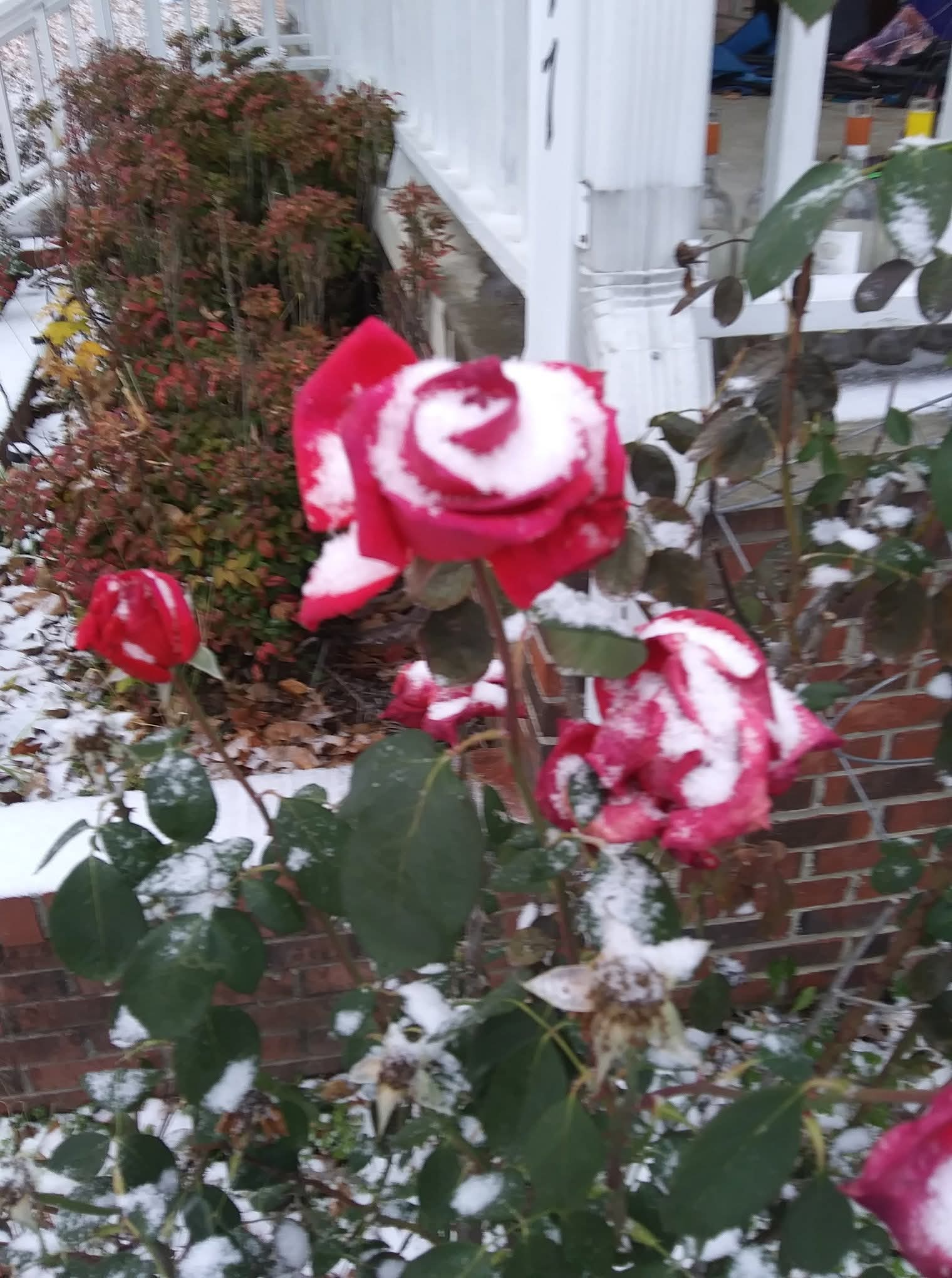 Fire Red Roses and In an Ice Storm